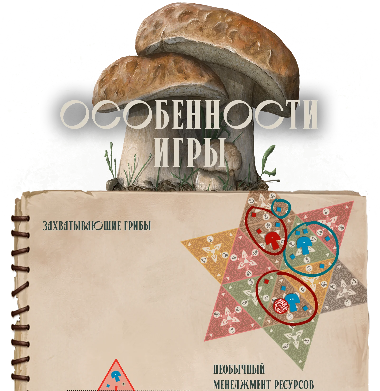 Гритбы ососбенности 1